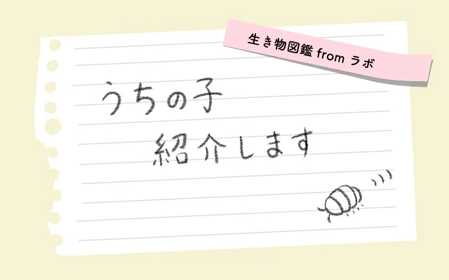 うちの子紹介します